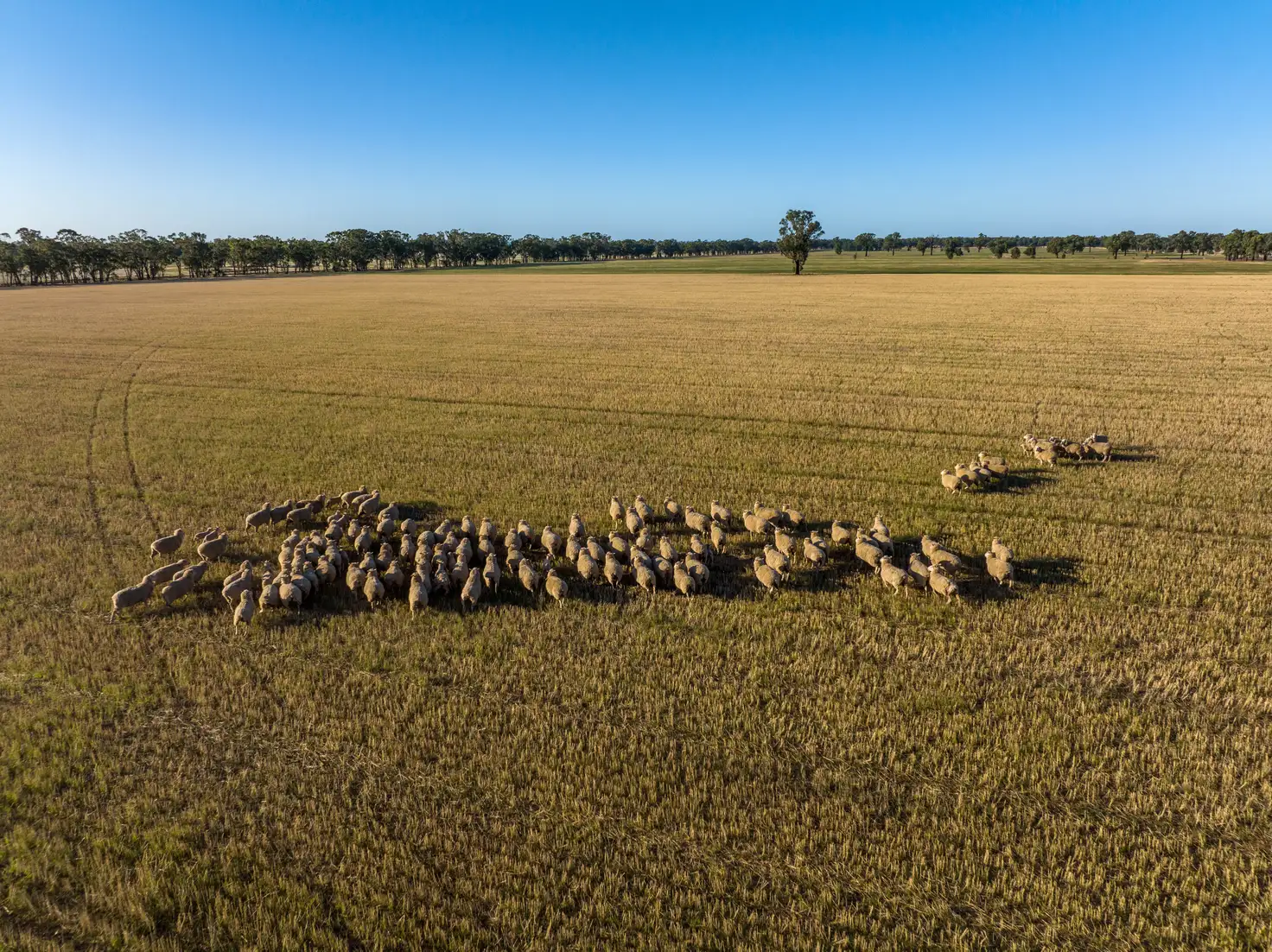 Main view of Homely rural property listing, 886 Tara-Bectric Road, Quandary via, Temora NSW 2666