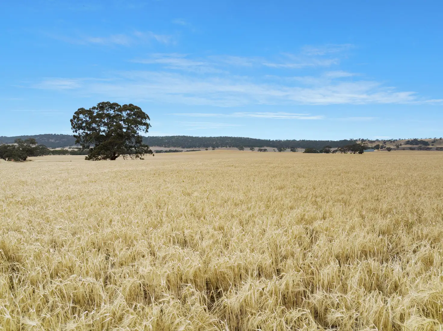 Main view of Homely rural property listing, 'Attunga' Gerkie Gap Road, Tothill Creek SA 5413