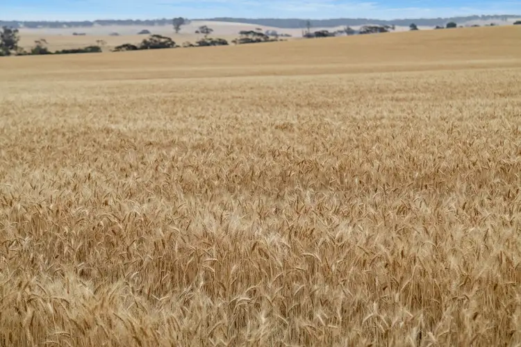 Fifth view of Homely rural property listing, 'Attunga' Gerkie Gap Road, Tothill Creek SA 5413