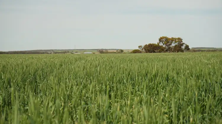 Main view of Homely rural property listing, 'Terry's' Foote Road, Neales Flat SA 5374