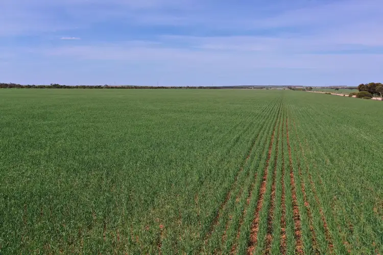Third view of Homely rural property listing, 'Terry's' Foote Road, Neales Flat SA 5374