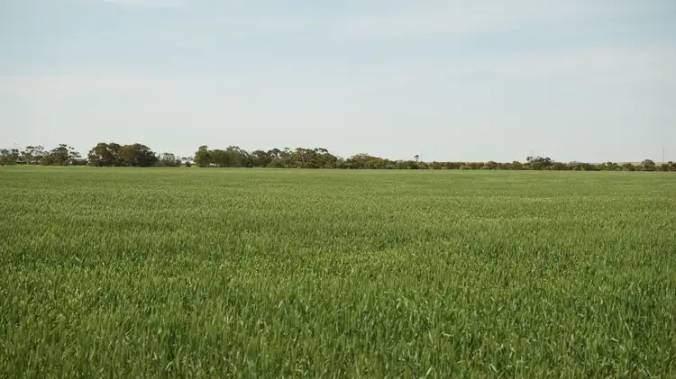 Sixth view of Homely rural property listing, 'Terry's' Foote Road, Neales Flat SA 5374