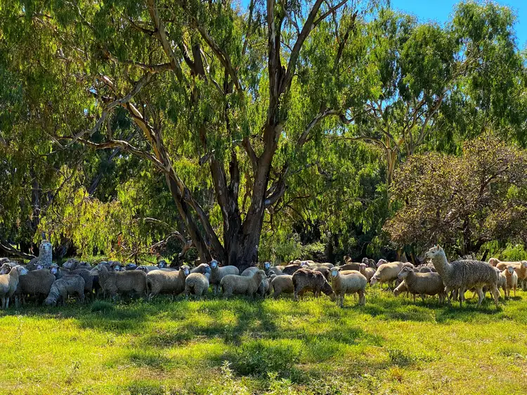 'Lenore' 4159 Lachlan Valley Way, Forbes NSW 2871