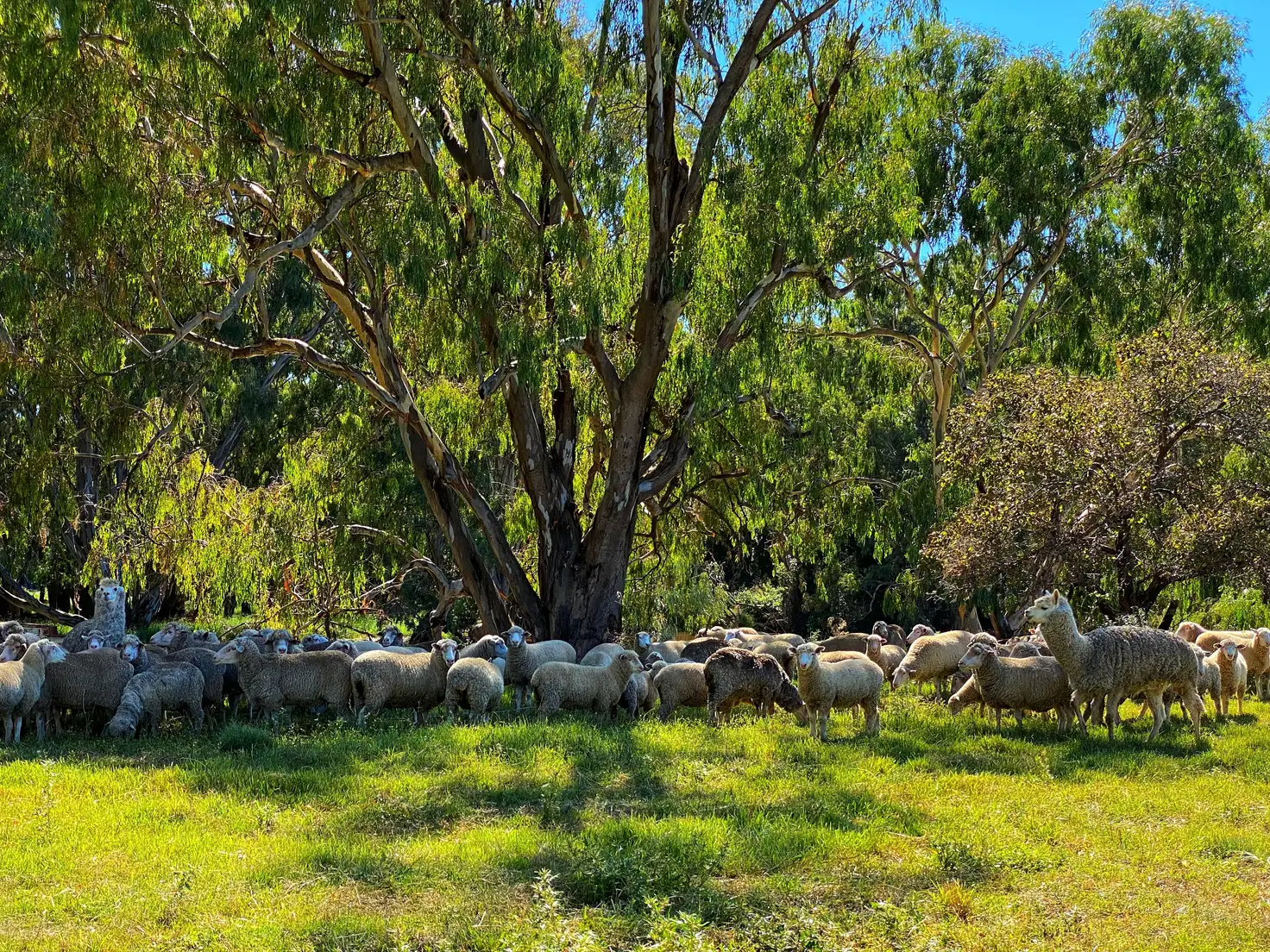 Main view of Homely rural property listing, 'Lenore' 4159 Lachlan Valley Way, Forbes NSW 2871