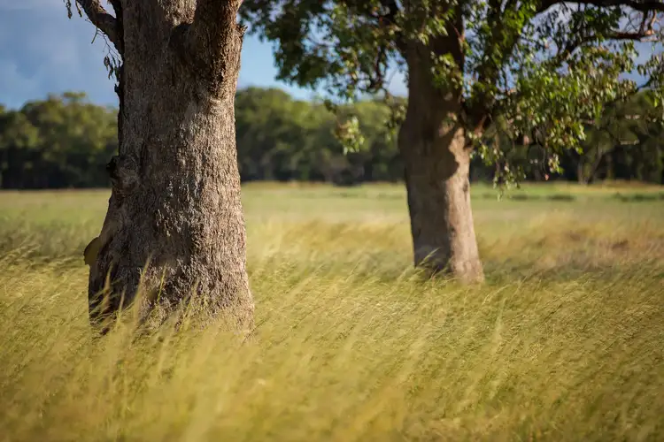Fourth view of Homely rural property listing, 694 Lochnaw Road, Binnaway NSW 2395