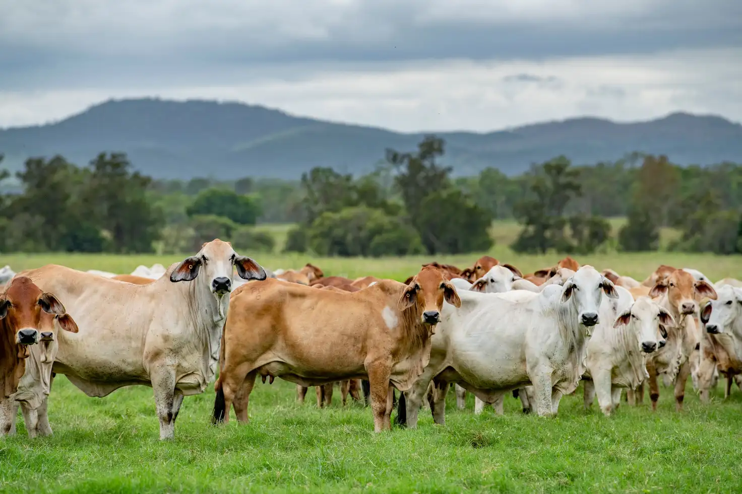 Main view of Homely rural property listing, 3 Offerings Gympie Woolooga Road, Lower Wonga QLD 4570