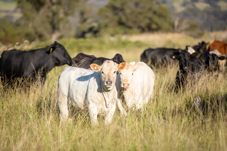 Second view of Homely rural property listing, 1242 Puddledock Road, Armidale NSW 2350