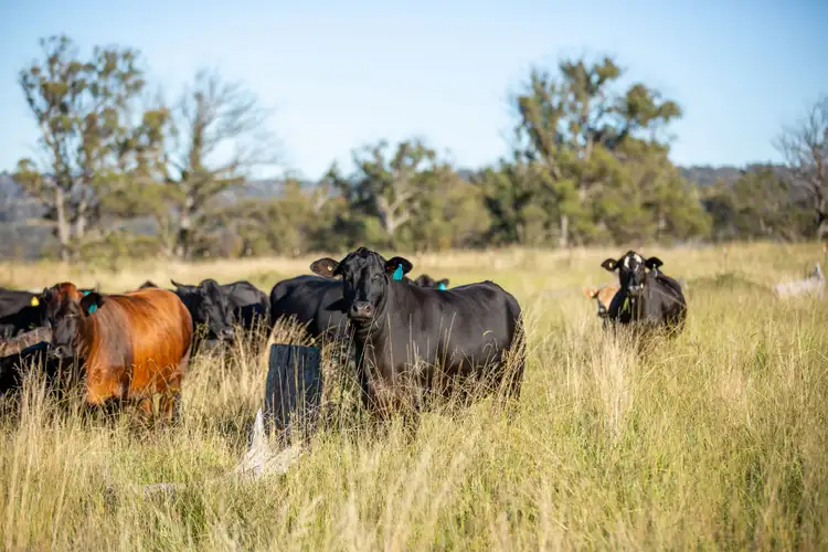 Sixth view of Homely rural property listing, 1242 Puddledock Road, Armidale NSW 2350