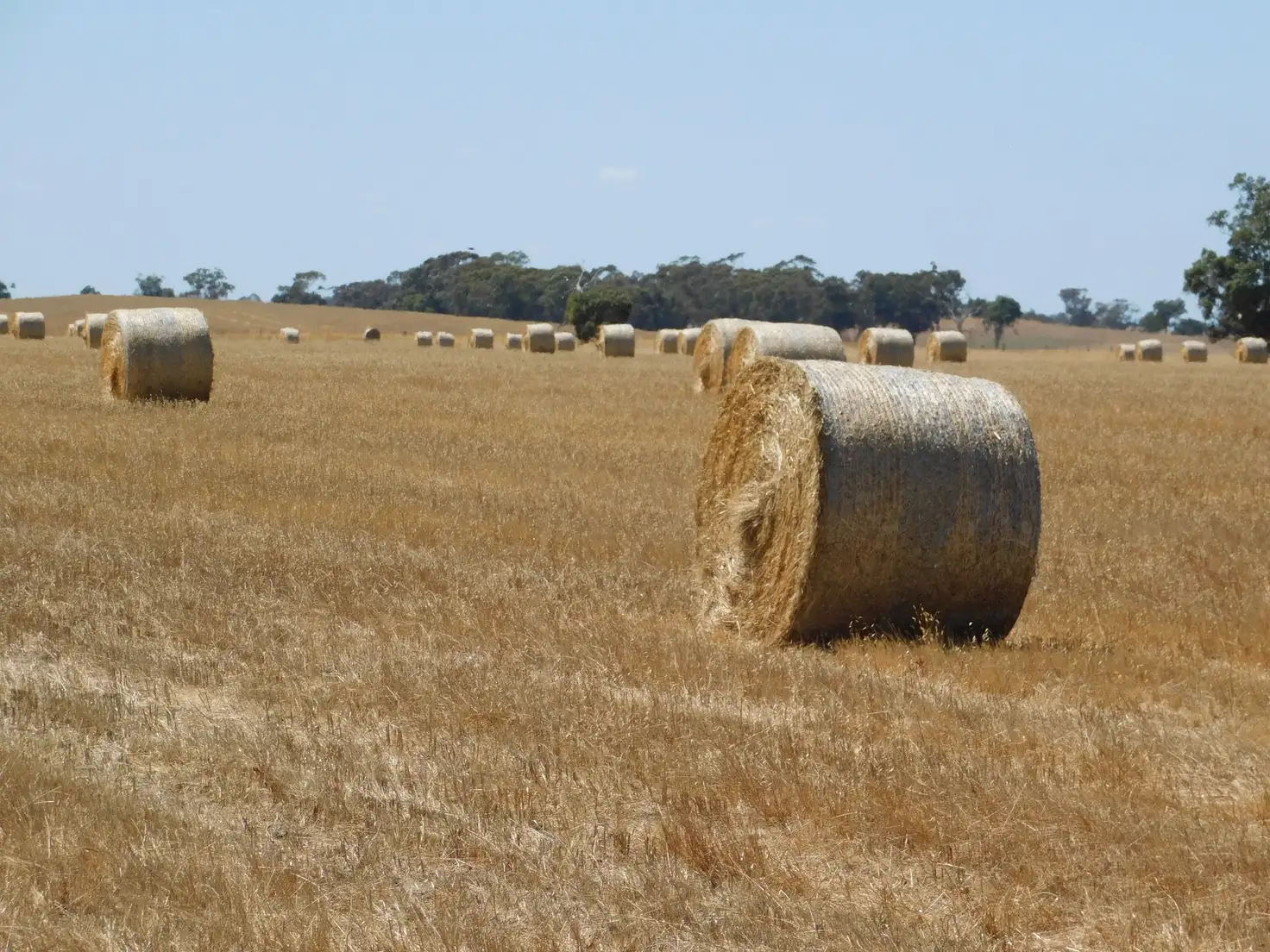 Main view of Homely rural property listing, 13 Obst Road, Bordertown South SA 5268