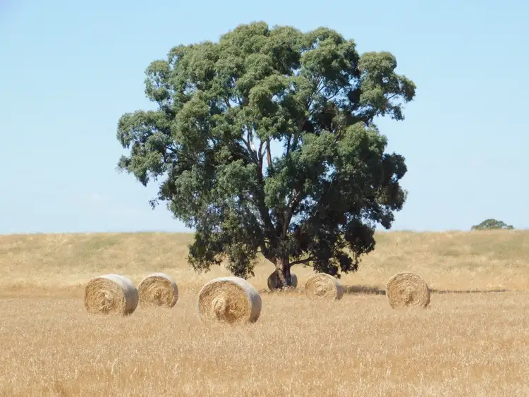 Sixth view of Homely rural property listing, 13 Obst Road, Bordertown South SA 5268