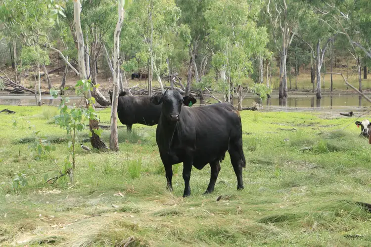 Second view of Homely rural property listing, 0 Via Birrabin Road, Springsure QLD 4722