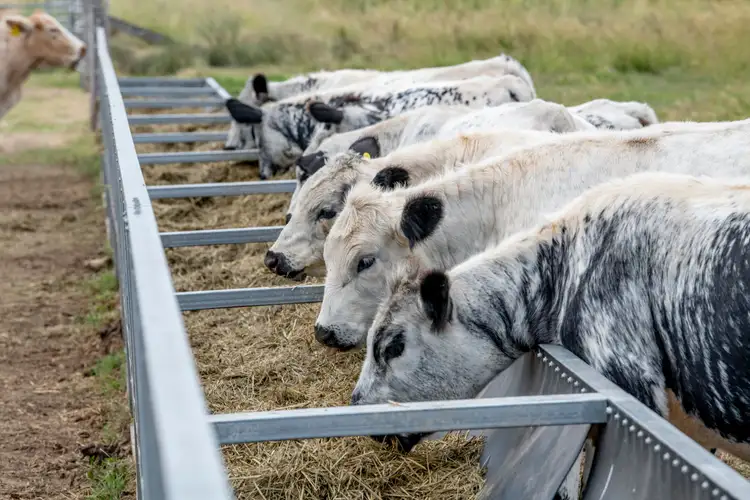 Fourth view of Homely rural property listing, 9807 Bunya Highway, Kingaroy QLD 4610