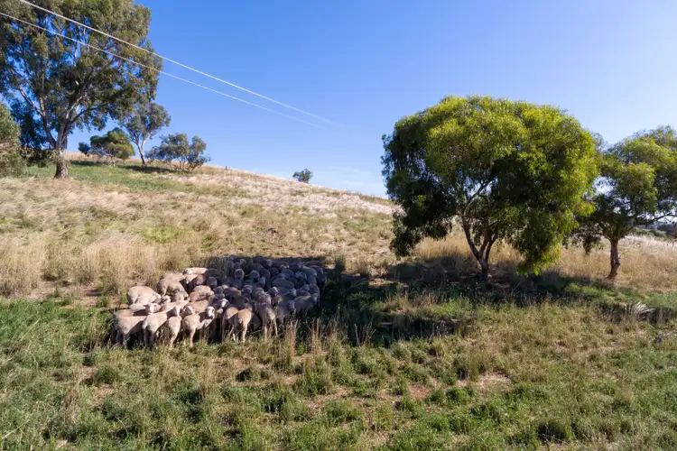 Second view of Homely rural property listing, 2237 The Escort Way, Orange NSW 2800