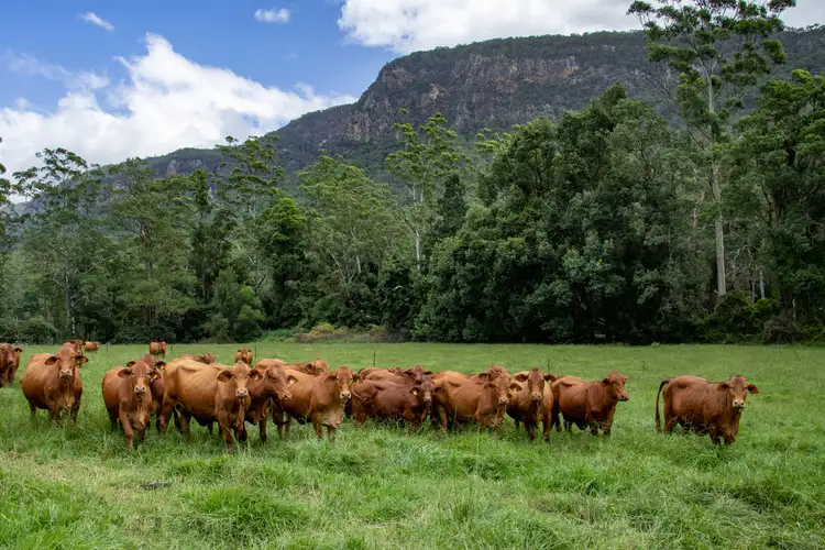 Second view of Homely rural property listing, 2705 Nerang Murwillumbah Road, Numinbah Valley QLD 4211