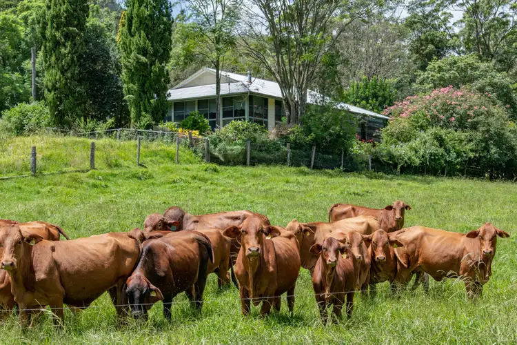 Seventh view of Homely rural property listing, 2705 Nerang Murwillumbah Road, Numinbah Valley QLD 4211