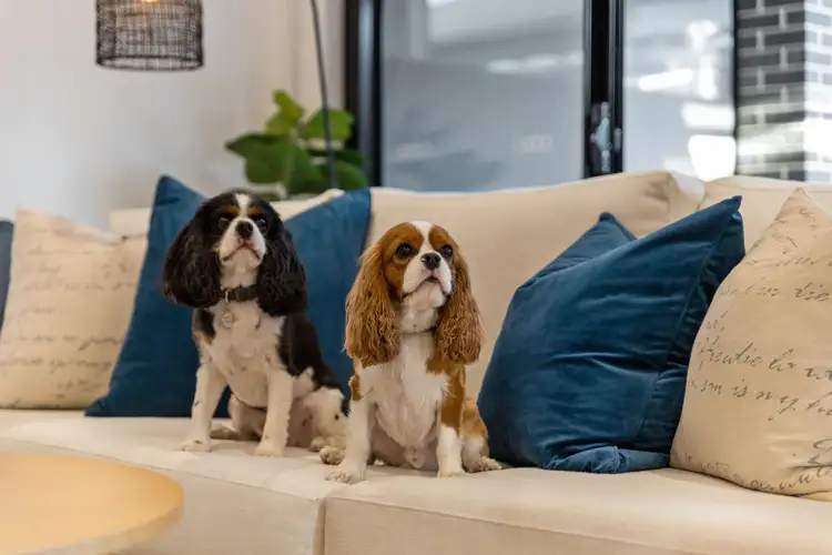 Third view of Homely house listing, 563 Milne Road, Tea Tree Gully SA 5091