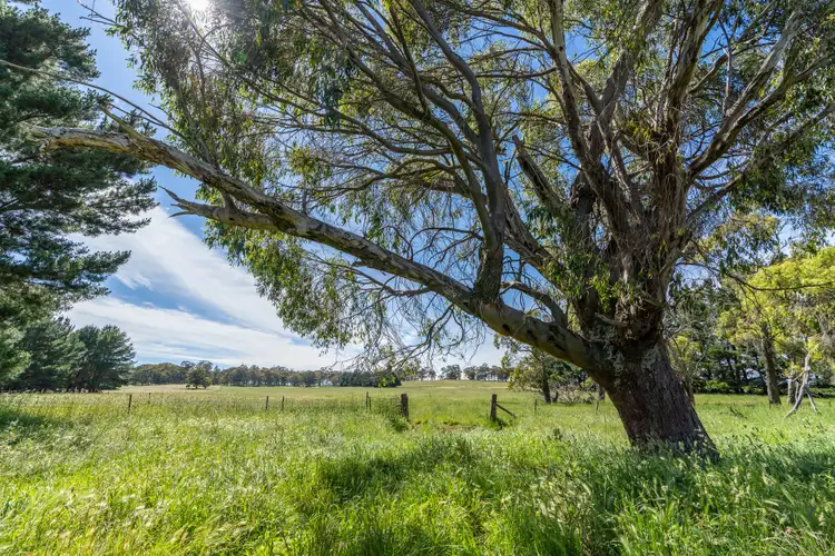 Fifth view of Homely rural property listing, 331 Dog Rocks Road, Black Springs NSW 2787