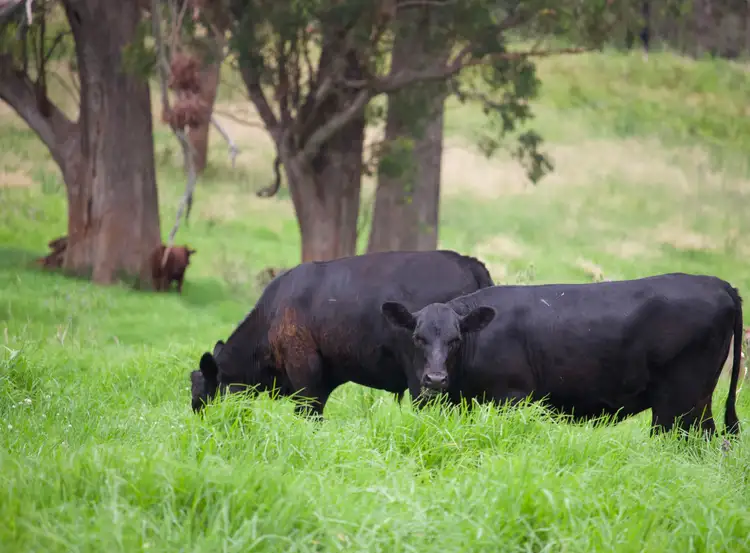 Fourth view of Homely rural property listing, Address available on request