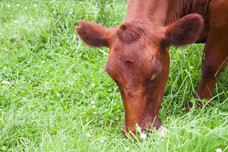 Sixth view of Homely rural property listing, Address available on request