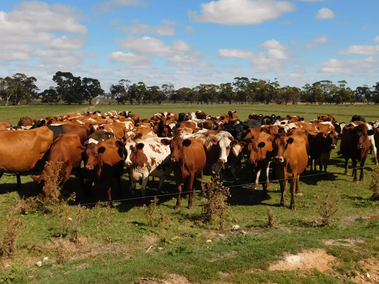 Main view of Homely rural property listing, 1878 Cannawigara Road, Bordertown SA 5268