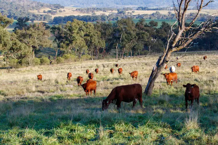 1953 Aberfoyle Road, Armidale NSW 2350