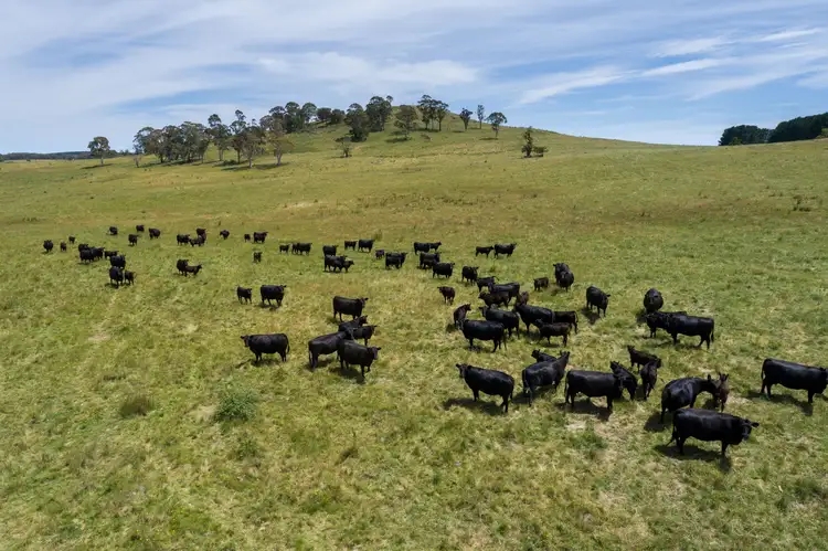 Fourth view of Homely rural property listing, 308 Dog Rocks Road, Oberon NSW 2787