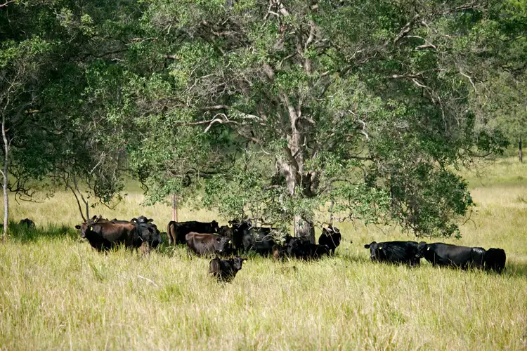 Seventh view of Homely rural property listing, 925 Rushforth Road, Elland NSW 2460