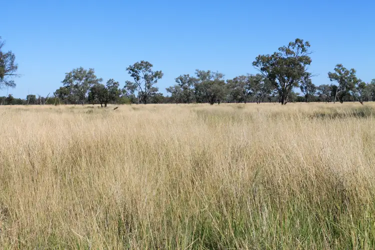 Sixth view of Homely rural property listing, 1425 Noondoo Mungindi Road, Dirranbandi QLD 4486