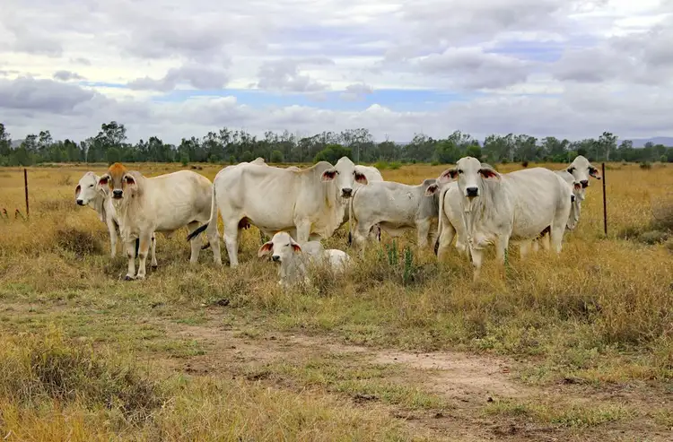 Second view of Homely rural property listing, Jalokada Tomlins Road, Dixalea QLD 4702