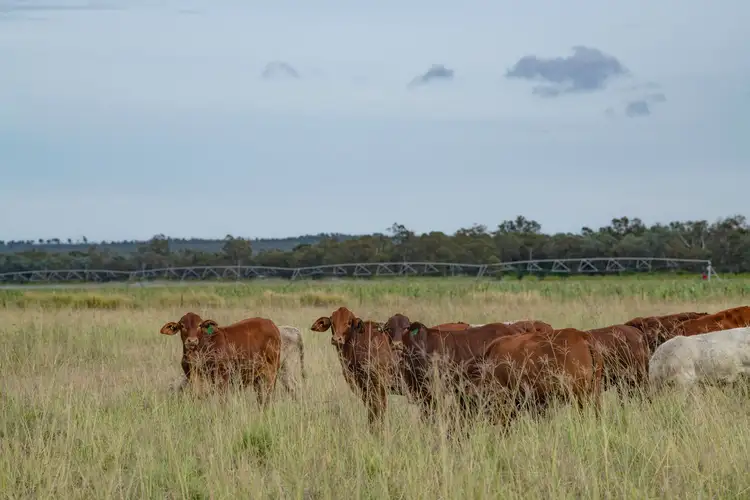 Main view of Homely rural property listing, 25244 Cunningham Highway, Inglewood QLD 4387