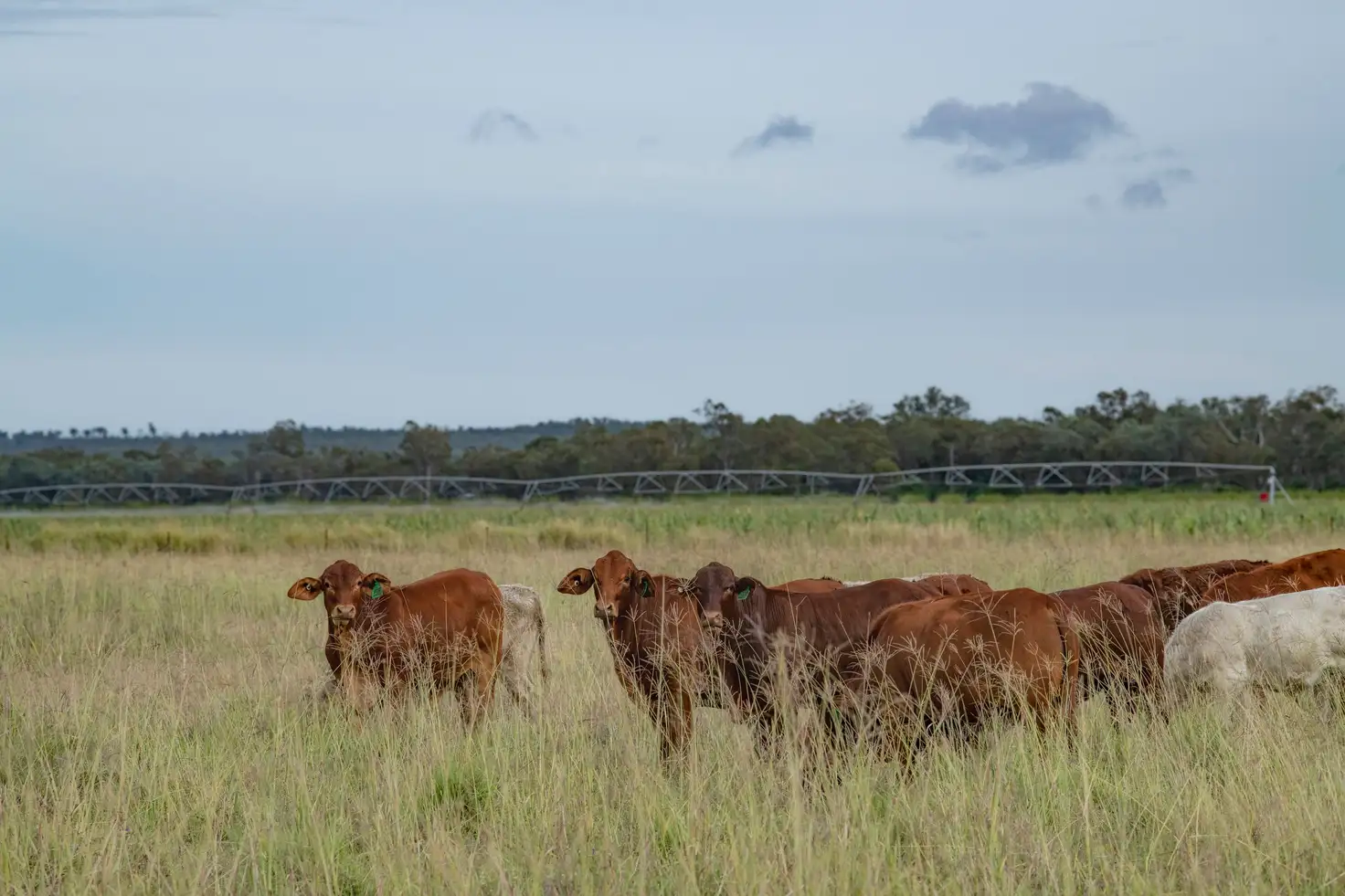 Main view of Homely rural property listing, 25244 Cunningham Highway, Inglewood QLD 4387