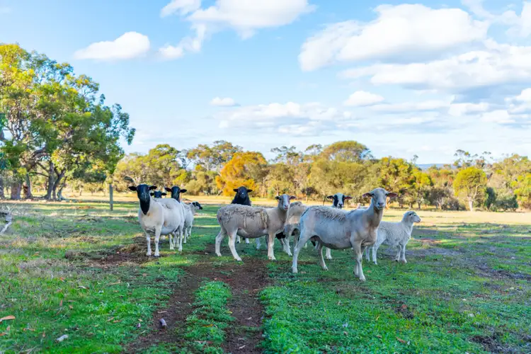 Sixth view of Homely house listing, 29 Ferry Road, Mount Barker WA 6324