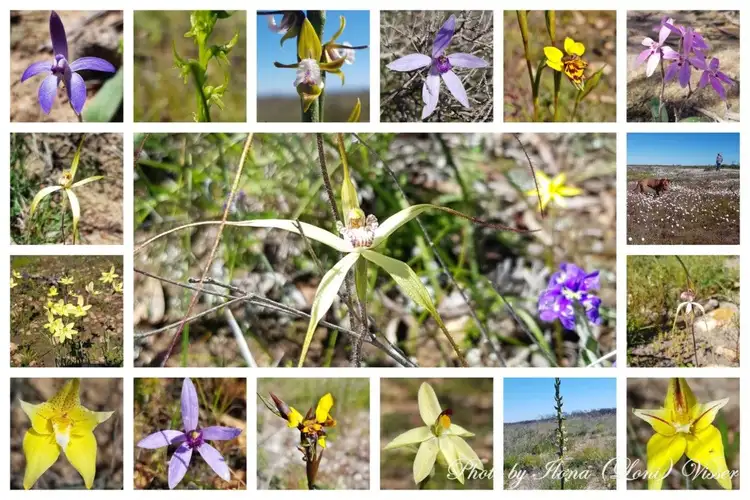 Fifth view of Homely land listing, LOT 175, 14 Wurmbea Way, Kalbarri WA 6536
