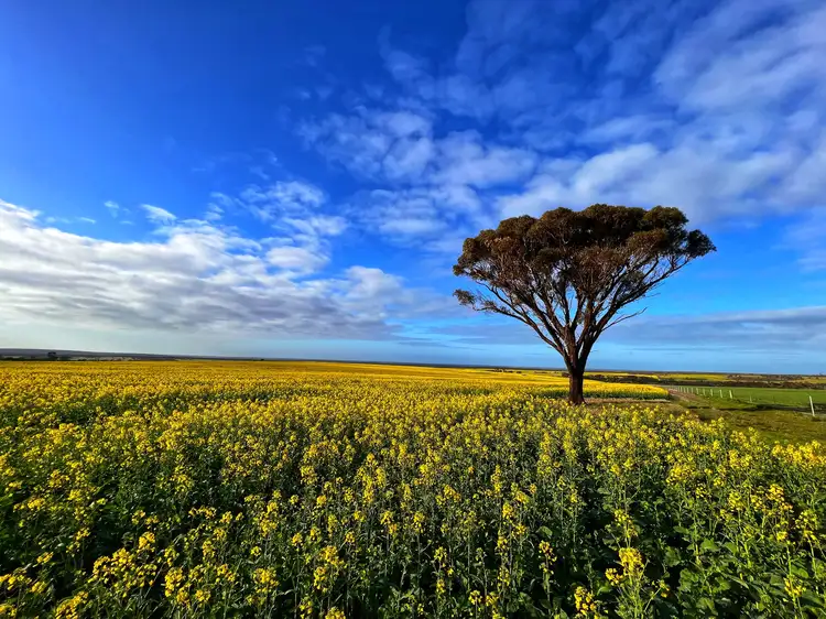 Main view of Homely rural property listing, 2655 Boxwood Hill-Ongerup Road, Monjebup WA 6338