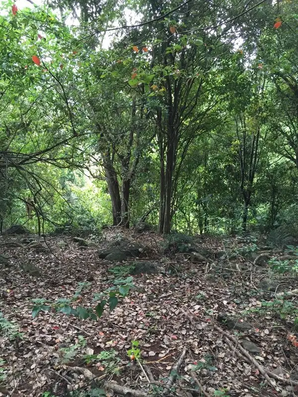 Third view of Homely rural property listing, Lot 2 Goonengerry Road, Goonengerry NSW 2482