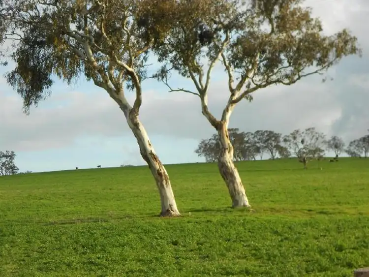 Fifth view of Homely rural property listing, Sec 216 and 231 Boddington West Road, Naracoorte SA 5271