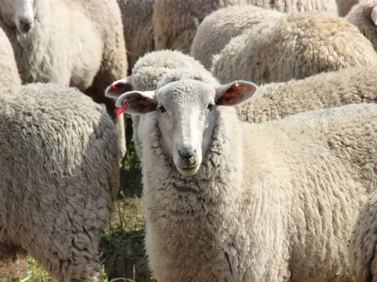 Second view of Homely rural property listing, . Lumeah, Coonabarabran NSW 2357