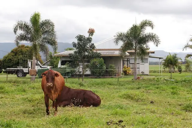 Main view of Homely rural property listing, 106 Cantamessas Road, Abergowrie QLD 4850
