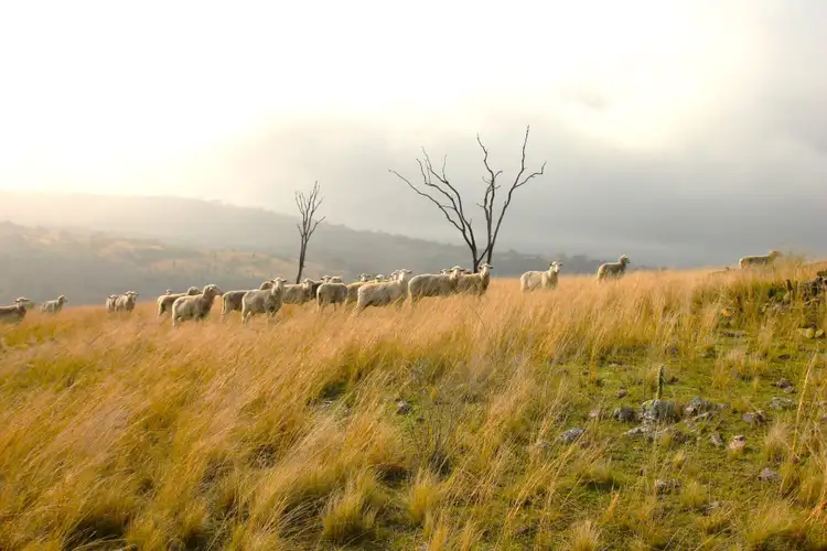 Second view of Homely rural property listing, 0 Texas Road, Silver Spur QLD 4385