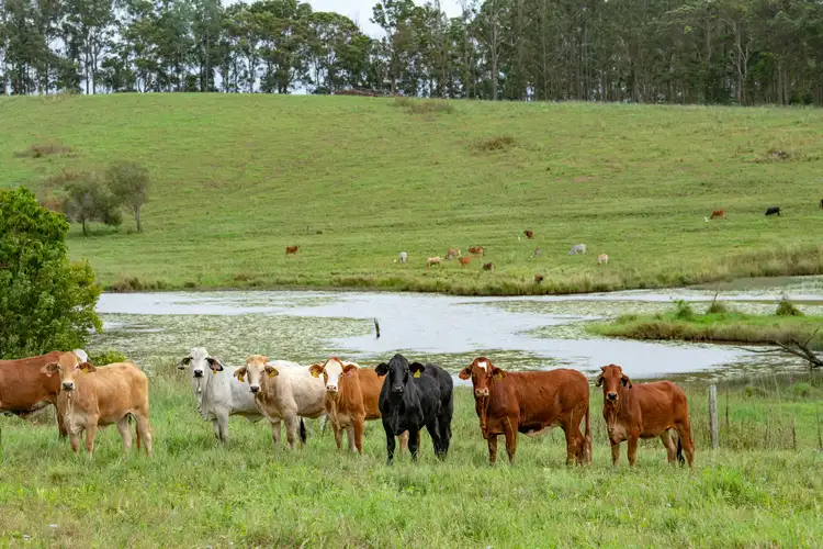 Sixth view of Homely rural property listing, 206 Neusavale Road, Wolvi QLD 4570