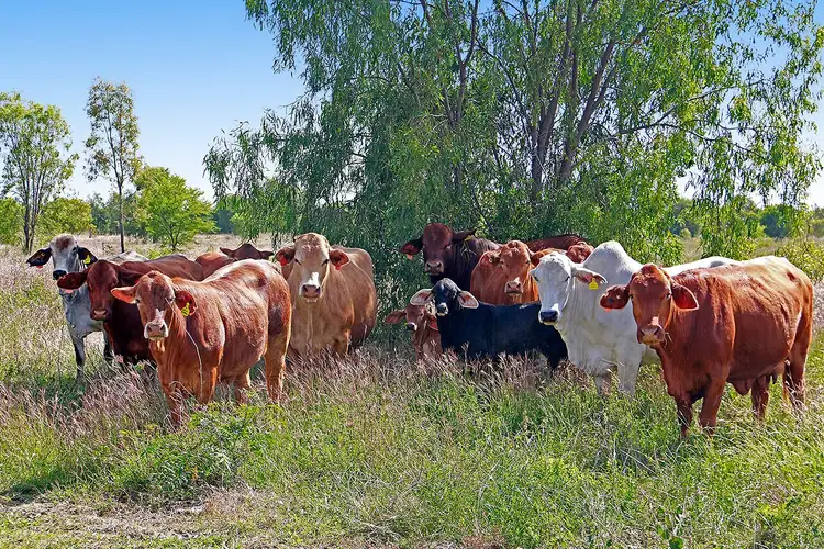 Fifth view of Homely rural property listing, 0 NINE MILE Road, Fairy Bower QLD 4700