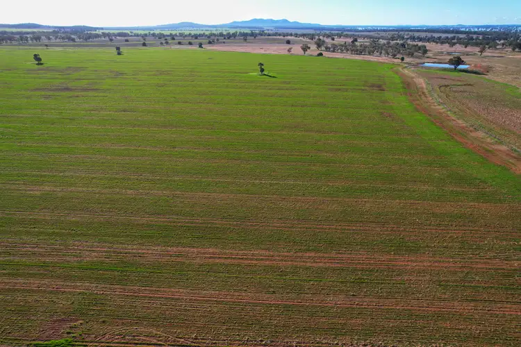 'Gleneda'/426 Fitzgerald Road, Burcher NSW 2671