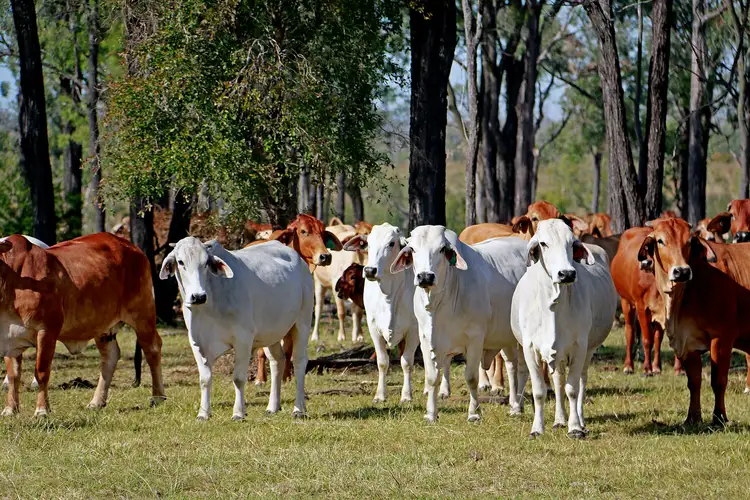 "MOUNTAIN HUT" COMANCHE Road, Glenroy QLD 4702