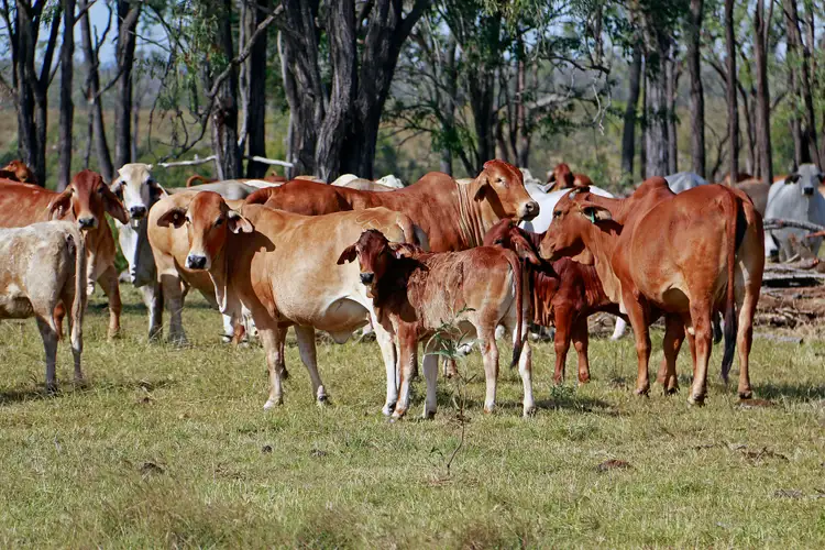 Sixth view of Homely rural property listing, "MOUNTAIN HUT" COMANCHE Road, Glenroy QLD 4702