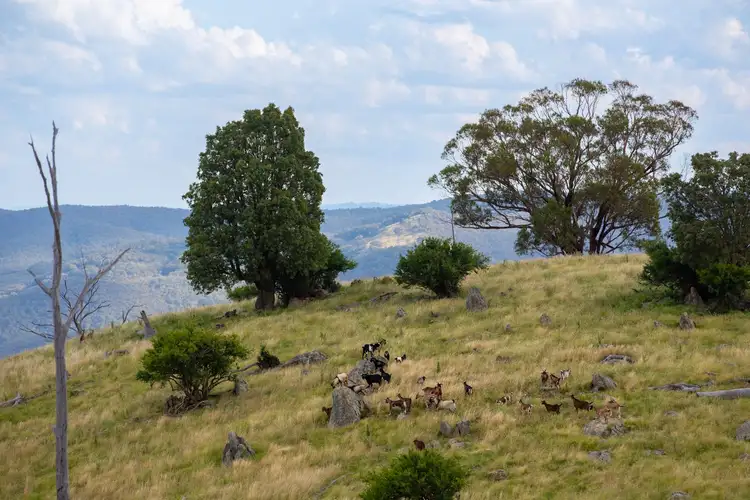 Third view of Homely rural property listing, Fairview, Hill End Road, Hill End NSW 2850