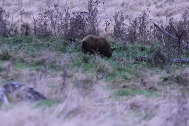 Sixth view of Homely rural property listing, Fairview, Hill End Road, Hill End NSW 2850