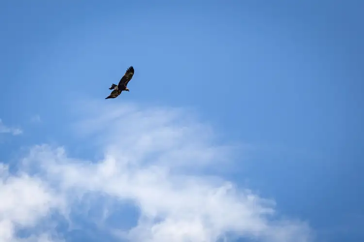 Seventh view of Homely rural property listing, Fairview, Hill End Road, Hill End NSW 2850