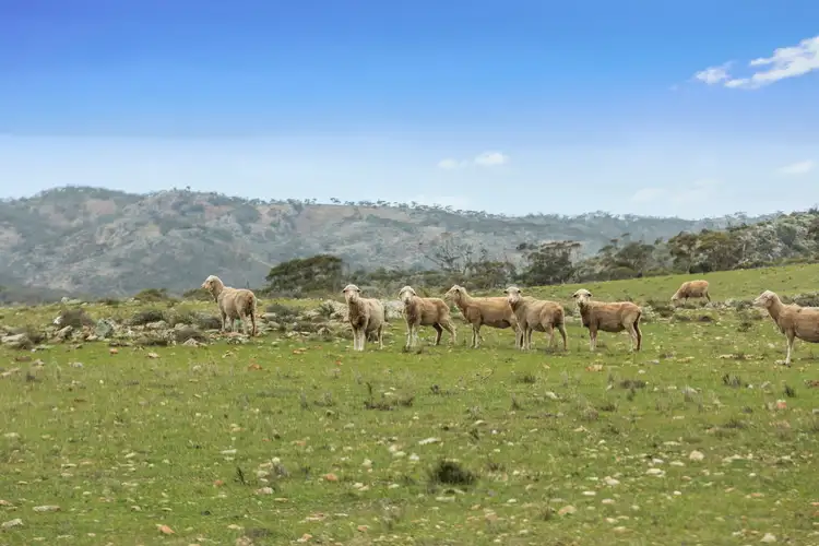 Seventh view of Homely rural property listing, 3798 Worlds End Highway, Bright SA 5381