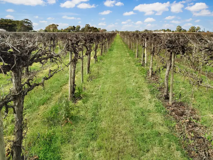 Second view of Homely rural property listing, Lot 201 Chino Street, Renmark West SA 5341
