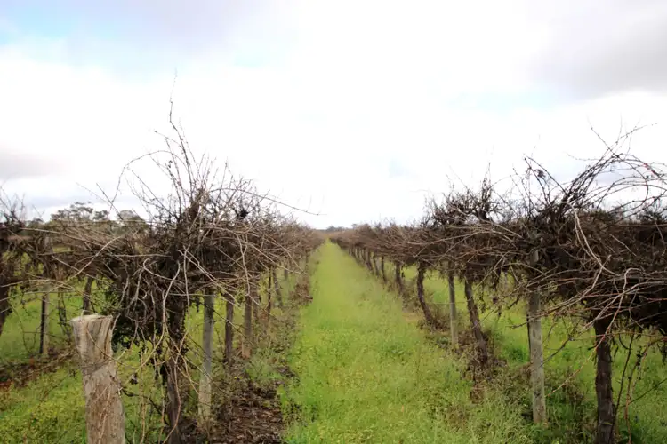 Fourth view of Homely rural property listing, Lot 1 Dalziel Road, Winkie SA 5343